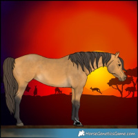 Horse Color:Buckskin 