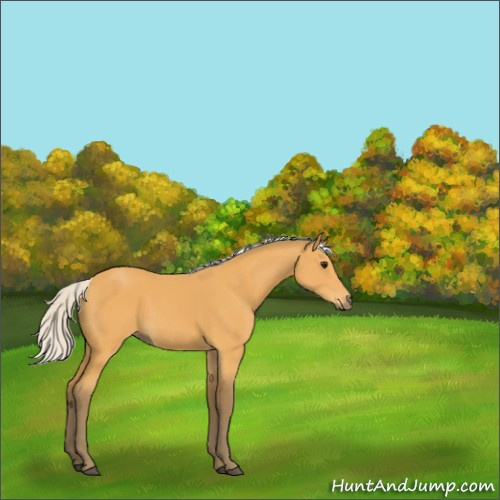 Horse Color:Silver Buckskin 