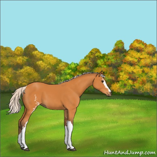Horse Color:White Spotted Silver Buckskin 