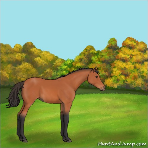 Horse Color:Brown 
