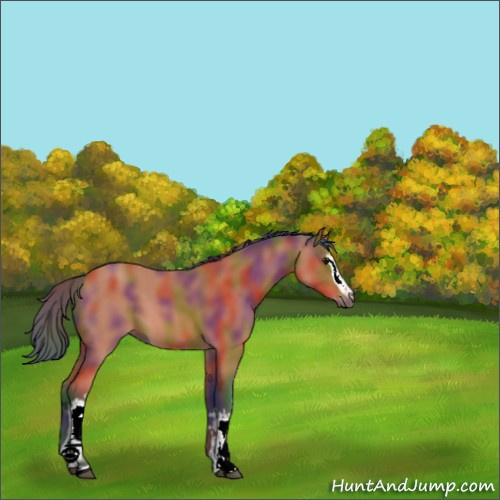 Horse Color:Nacre White Spotted Bay 
