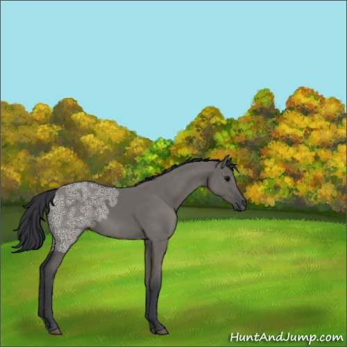 Horse Color:Grullo Ice Sabino 