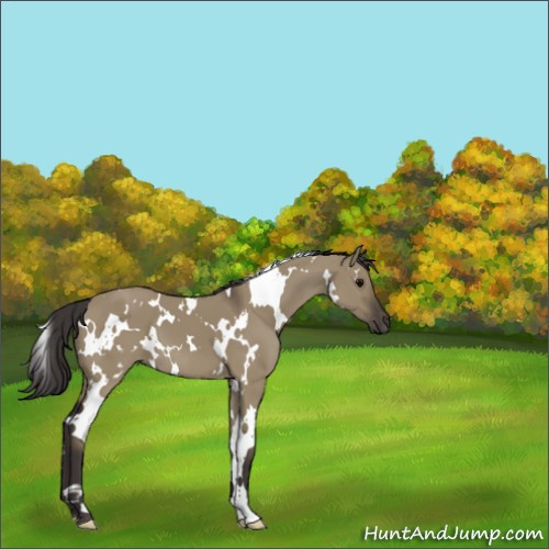 Horse Color:White Spotted Smoky Grullo 