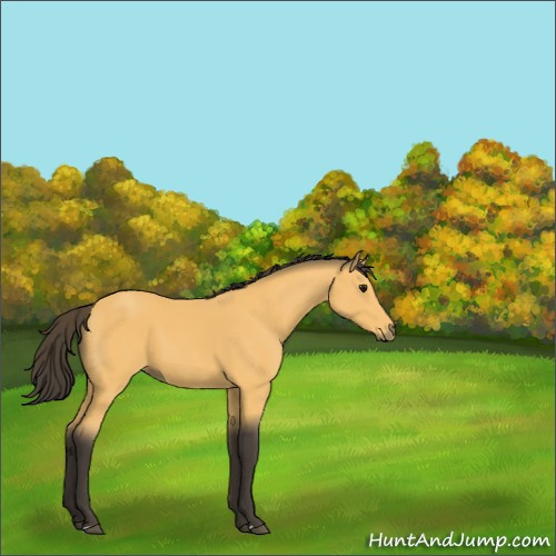 Horse Color:Buckskin 