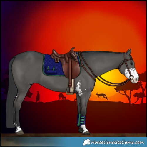 Horse Color:Grullo Sabino 