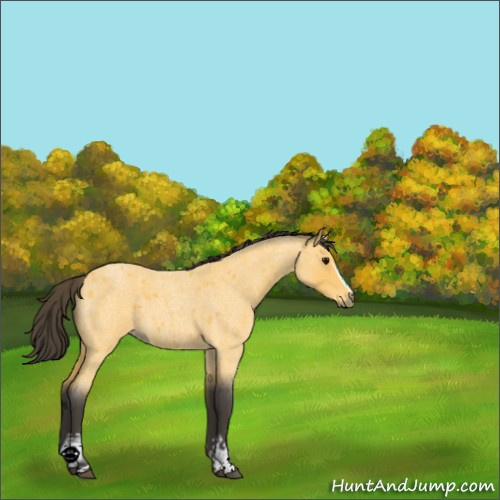 Horse Color:White Spotted Buckskin Roan 