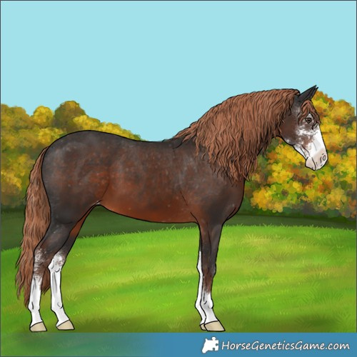 Horse Color:Liver Chestnut Sabino Appaloosa 