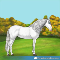 Horse Color:Chocolate Palomino Roan Pearl Mushroom Appaloosa 