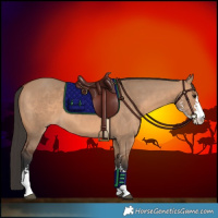 Horse Color:Bay Dun Sabino 