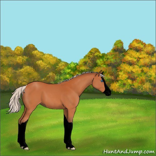 Horse Color:Void Silver Bay Splash 