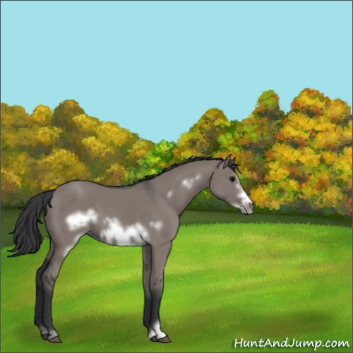 Horse Color:Grullo Sabino Frame 