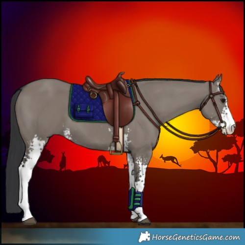 Horse Color:Grullo Sabino 