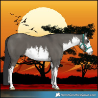 Horse Color:White Spotted Grullo 