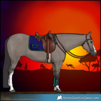 Horse Color:White Spotted Smoky Grullo 