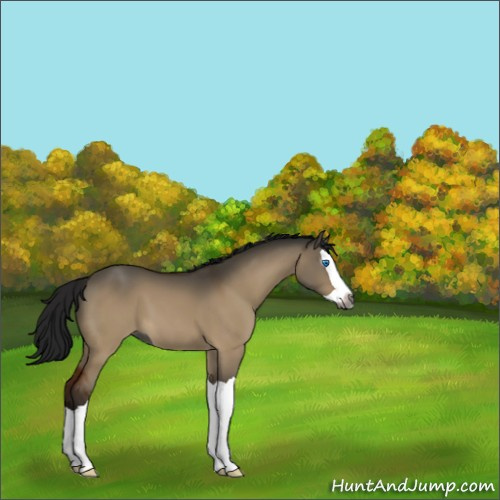 Horse Color:Gray Brown Dun Splash 