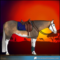 Horse Color:Buckskin Splash 