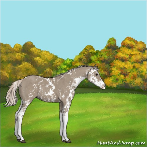 Horse Color:Silver Grullo Sabino 
