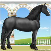 Horse Color:Black 