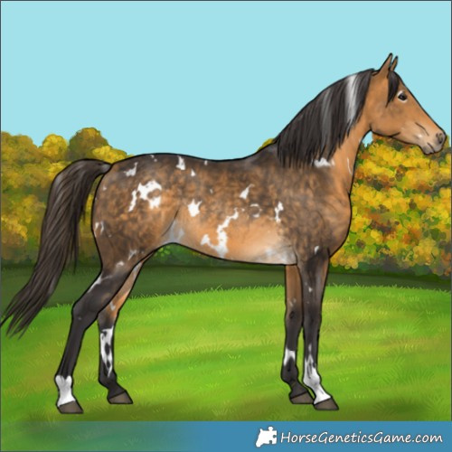 Horse Color:White Spotted Buckskin Rabicano 