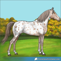 Horse Color:Brown Pearl Appaloosa Rabicano 