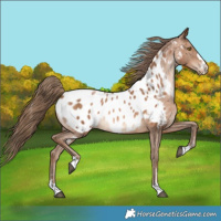 Horse Color:Brown Pearl Appaloosa Rabicano 
