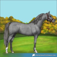 Horse Color:Black Varnish Rabicano 