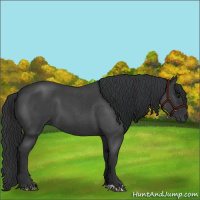 Horse Color:Blue Roan 