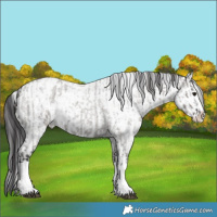 Horse Color:Smoky Grullo Roan Sabino Splash and Smoky Grullo Roan Sabino Splash