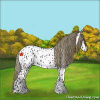 Horse Color:Smoky Black Near Leopard 
