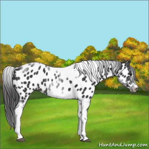 Horse Color:White Spotted Black Splash Tobiano Frame Appaloosa 