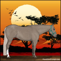 Horse Color:Silver Grullo 