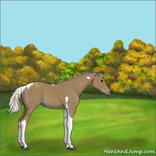 Horse Color:Silver Smoky Black Tobiano 