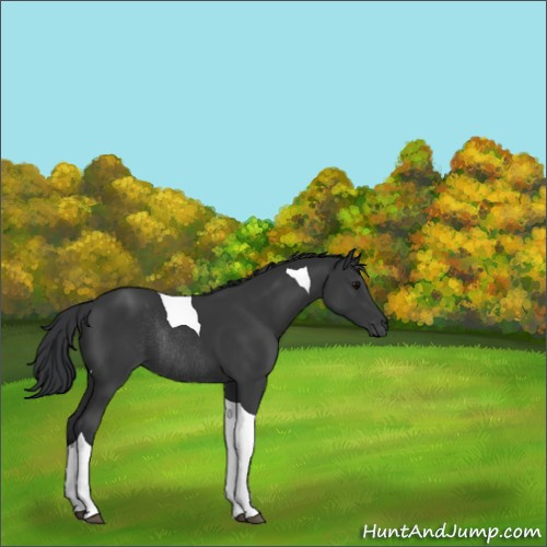 Horse Color:Black Tobiano Rabicano 