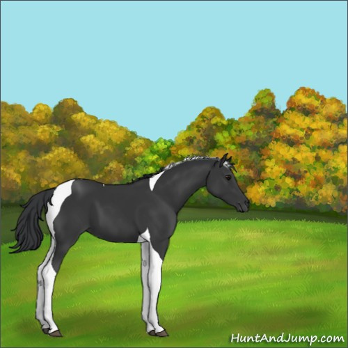 Horse Color:Black Tobiano 