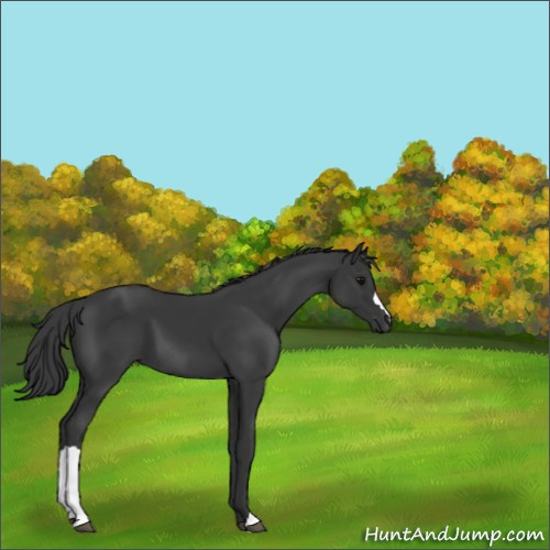 Horse Color:Black 
