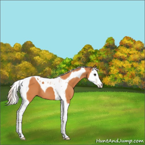Horse Color:Silver Bay Splash Tobiano 