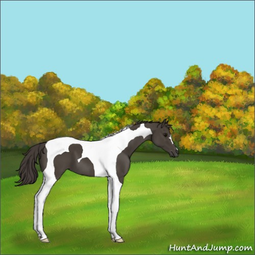 Horse Color:Smoky Black Tobiano 