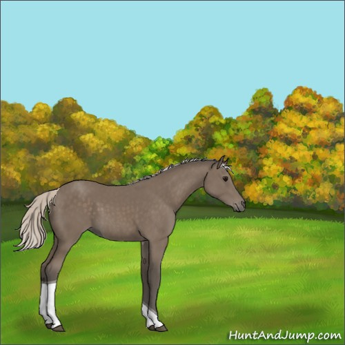Horse Color:Silver Black Tobiano 