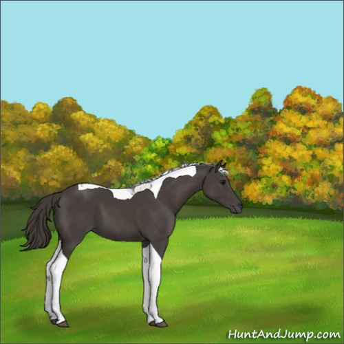Horse Color:Smoky Black Tobiano 