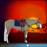 Horse Color:Silver Smoky Grullo Sabino 