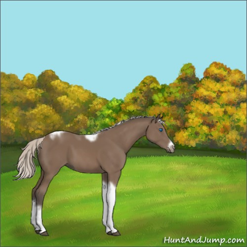 Horse Color:Silver Black Tobiano Frame 