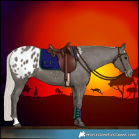 Horse Color:Silver Black Appaloosa 