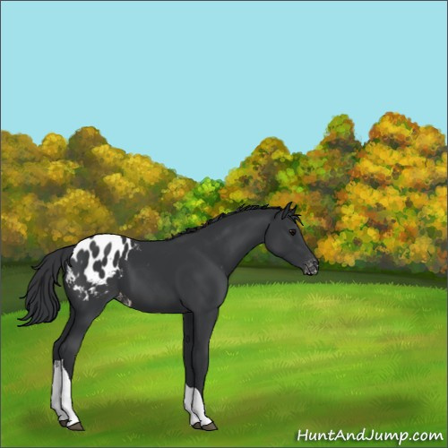 Horse Color:Black Tobiano Appaloosa 