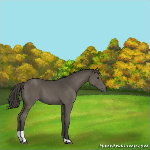 Horse Color:Smoky Black Tobiano 