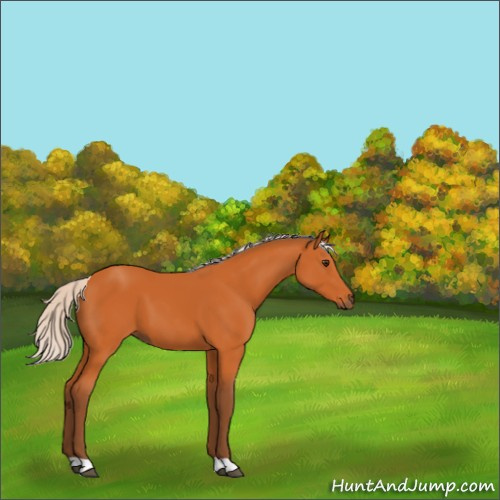 Horse Color:Silver Buckskin 