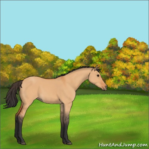 Horse Color:Bay Dun 