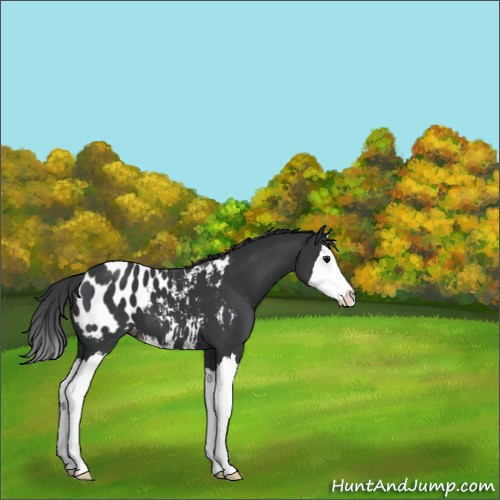 Horse Color:Black Sabino Splash Appaloosa 
