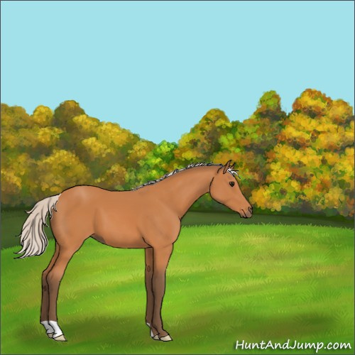 Horse Color:Silver Bay 