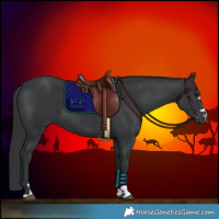 Horse Color:Black 