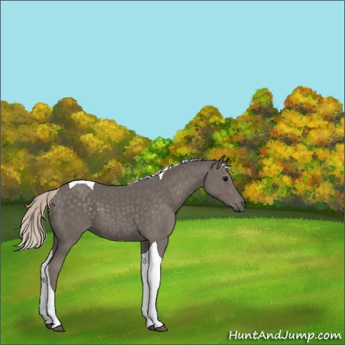 Horse Color:Silver Black Tobiano 